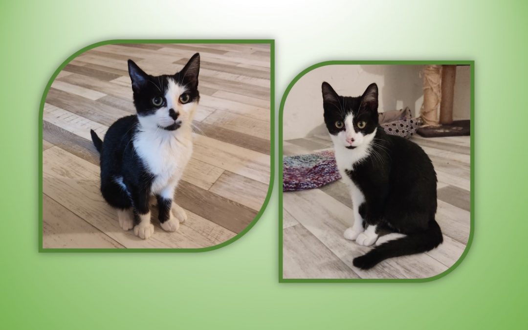 Aujourd&rsquo;hui ce sont 2 frérots qui étaient attendus par leur nouvelle famille