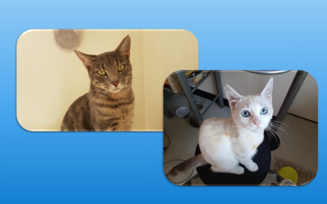 Ce soir, 2 adoptions fortes en émotion