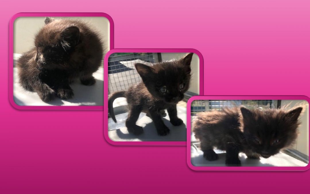 3 petits chatons sortis en urgence de la fourrière !