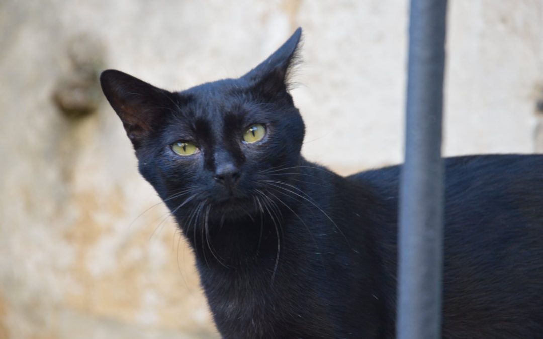 Une nouvelle boule de poils a rejoint sa famille aujourd&rsquo;hui