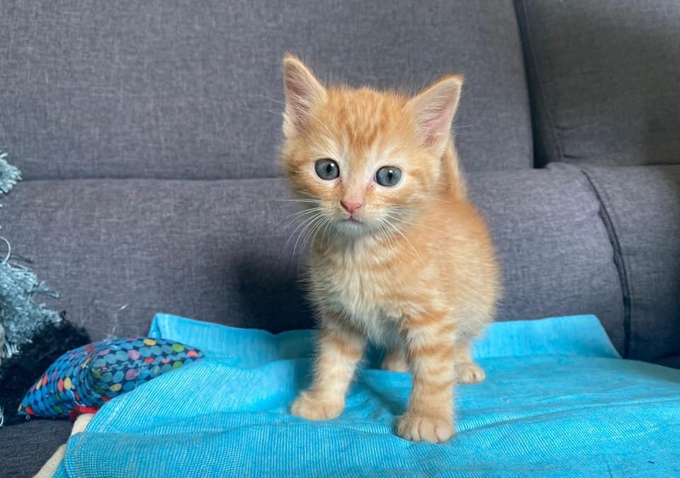 C&rsquo;est au tour d&rsquo;un petit mâle d&rsquo;être adopté en ce début de week-end