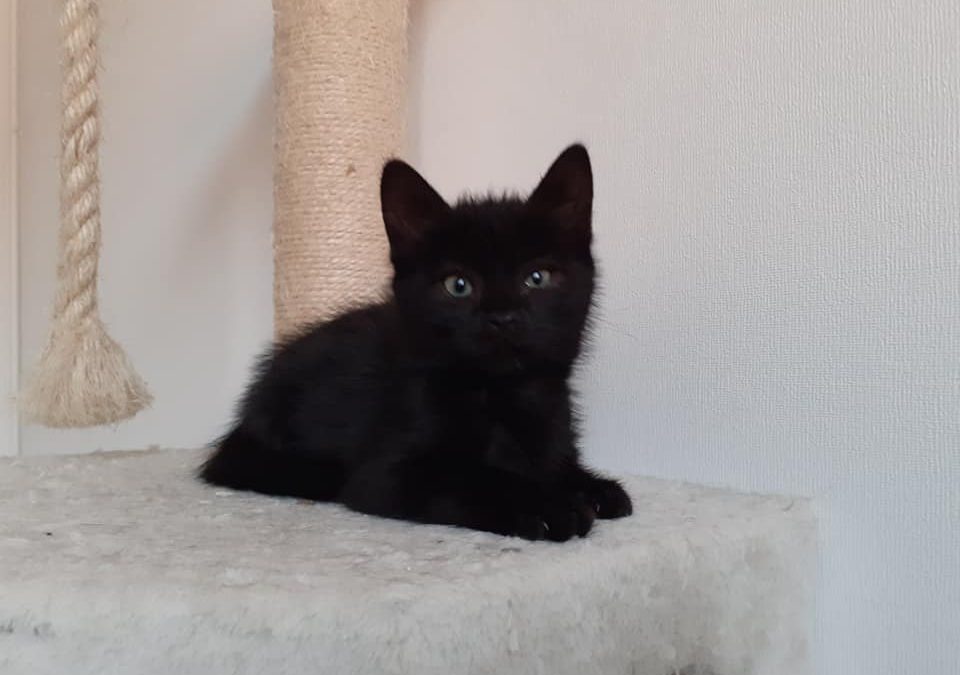 Et hop ! Une nouvelle petite boule de poils toute noire est partie rejoindre sa famille pour la vie