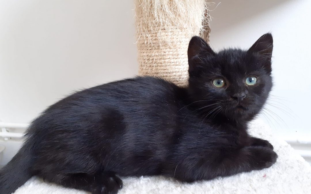 Une 3e boule de poils cette semaine a rejoint sa famille pour la vie