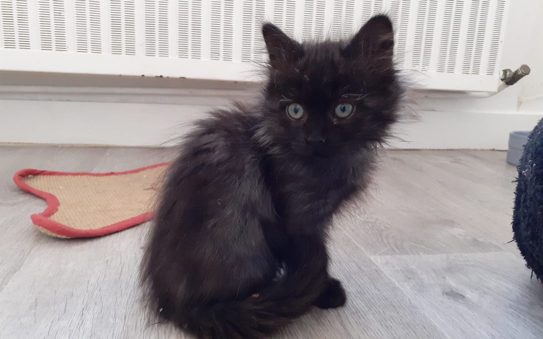 Cette fin de semaine voit une autre de nos minettes rejoindre sa famille pour la vie