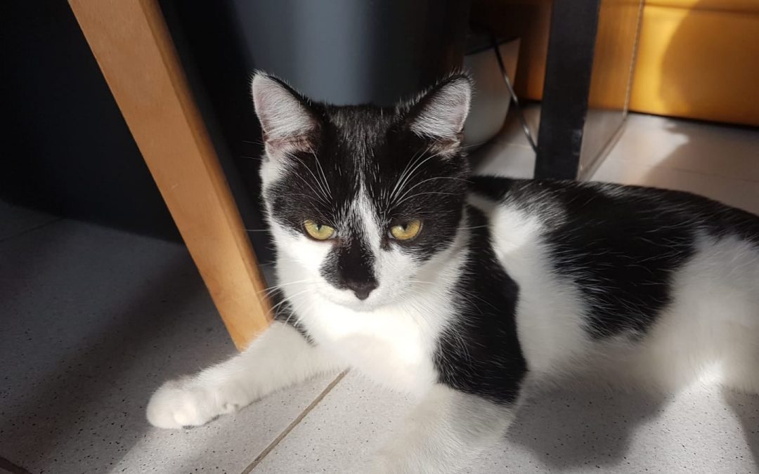 Encore une adoption pour l&rsquo;un de nos chatons noirs et blancs.