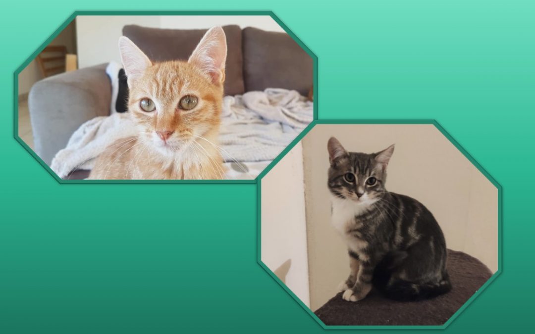 Le week-end se termine par 2 jolies adoptions