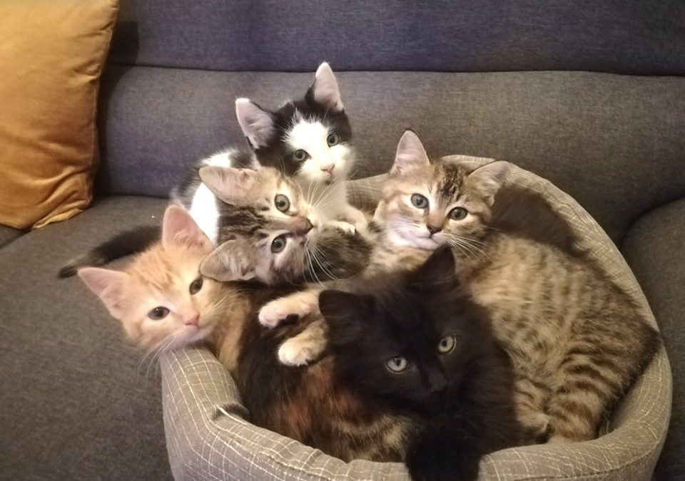 Un joli « bouquet » de chatons bientôt à l&rsquo;adoption