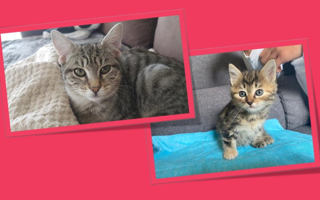 Deux de nos minettes ont rejoint leur famille respective pour la vie