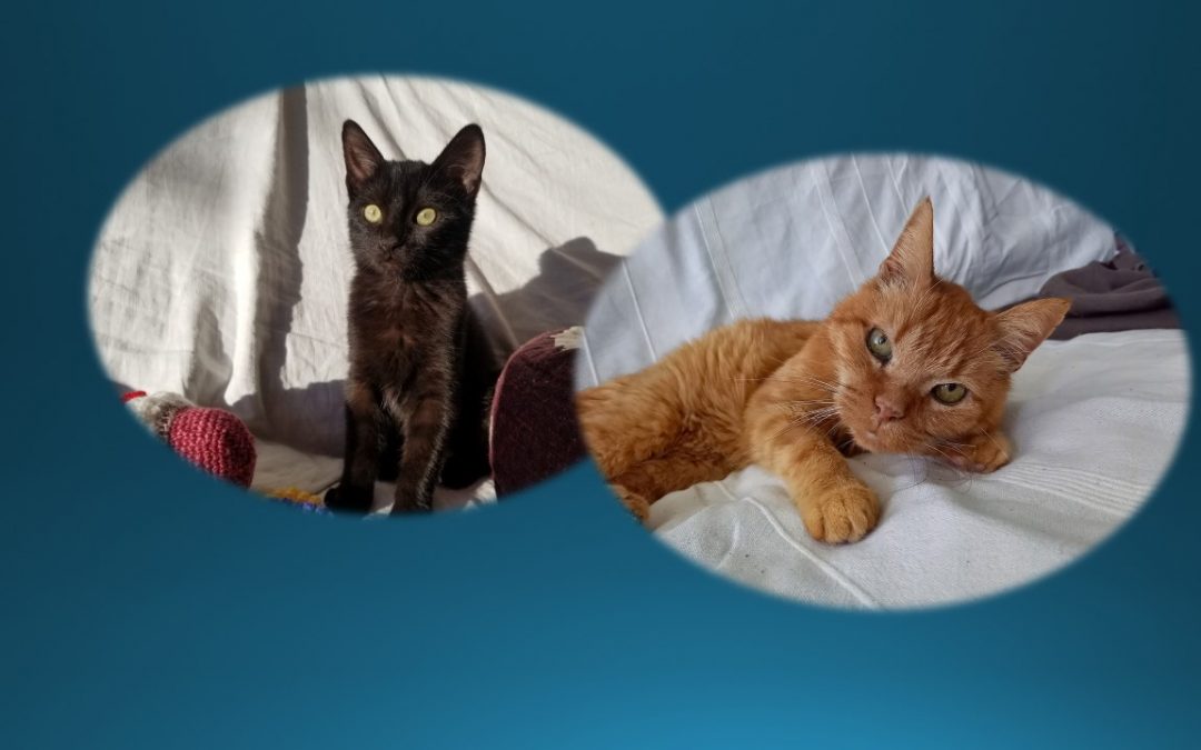 Le  week-end commence par deux belles adoptions