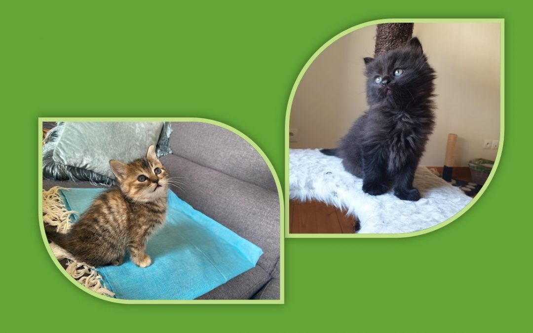 Encore une journée riche en émotion avec 2 adoptions