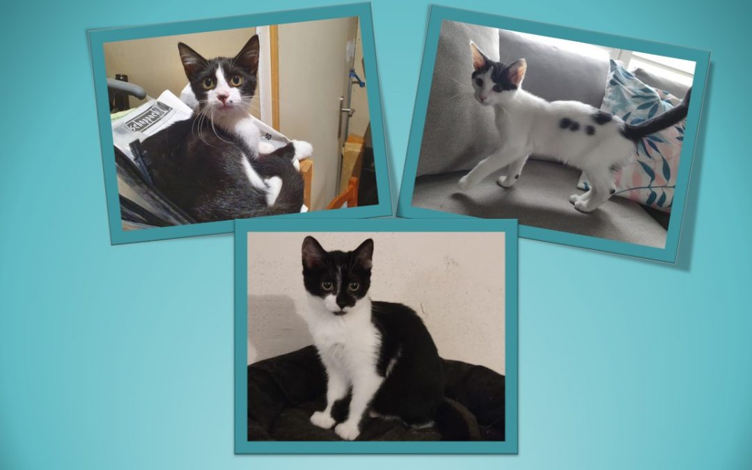 Aujourd’hui 3 de nos chatons ont rejoint leur famille pour la vie