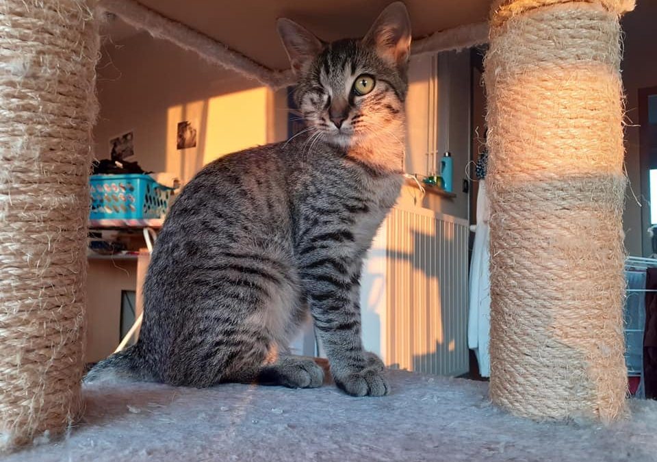 Une très jolie adoption aujourd&rsquo;hui