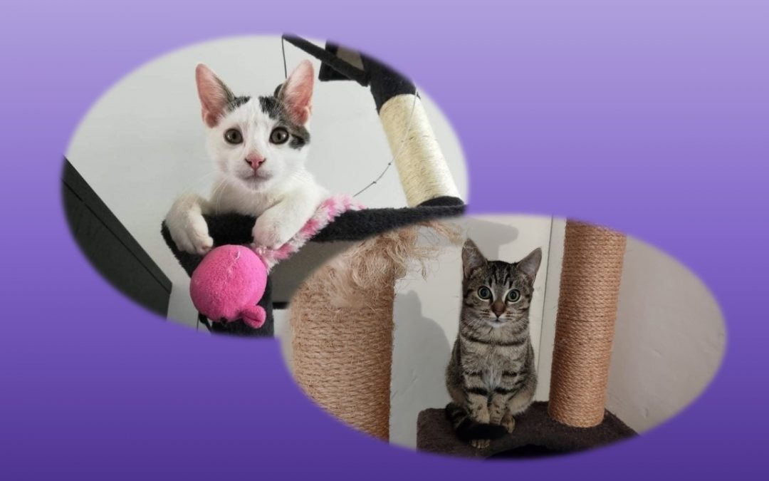 Et hop 2ème jour de novembre et 2 adoptions !!
