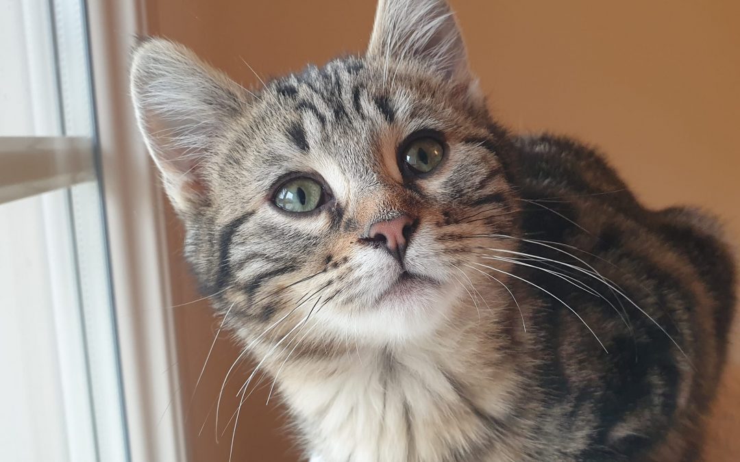 Le début de  week-end a vu une nouvelle adoption d&rsquo;un de nos chatons