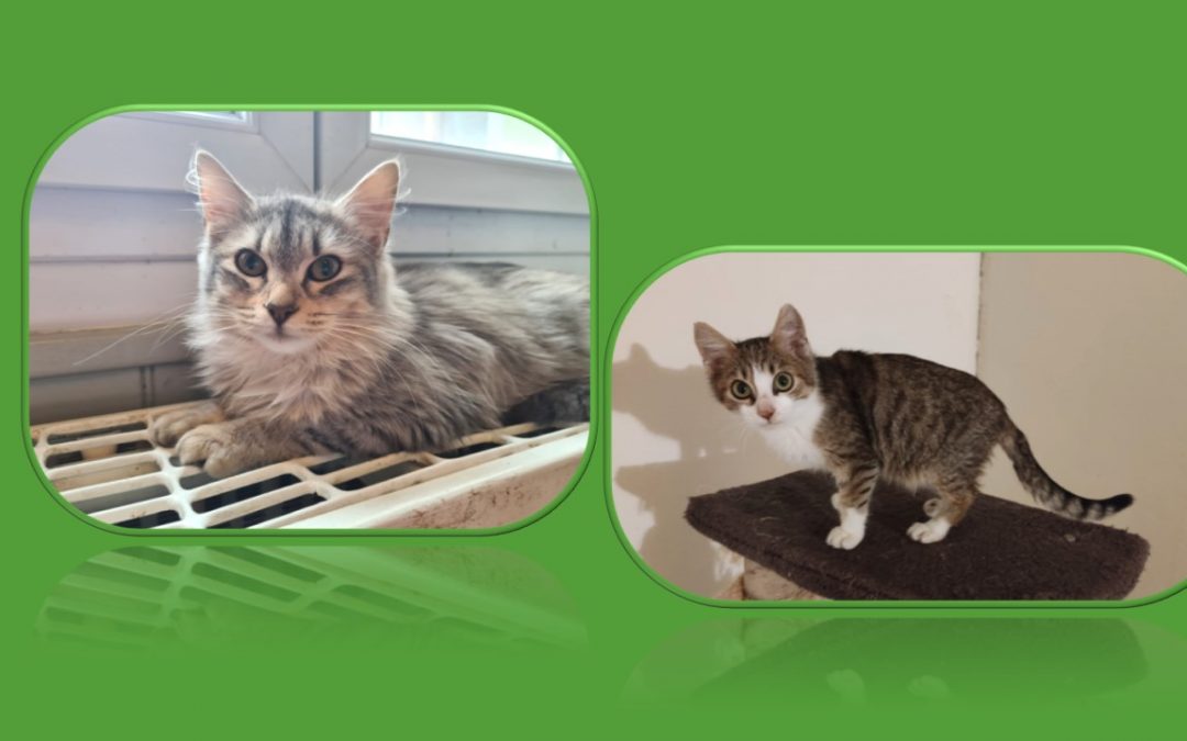 Cette dernière semaine de 2021 commence par 2 nouvelles adoptions