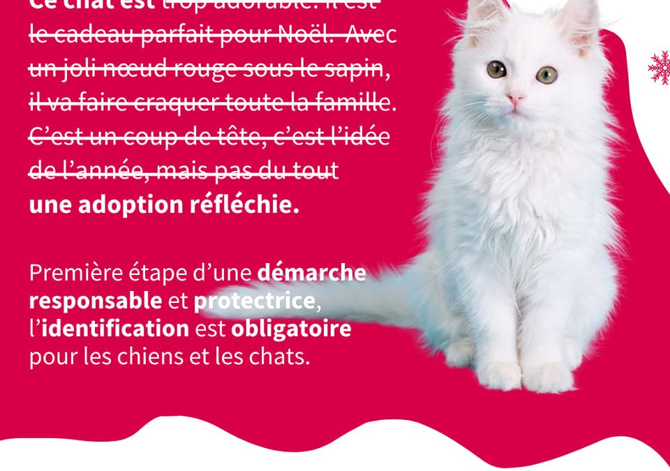 Un chat est un être vivant, ne le considérez pas comme un cadeau de Noël