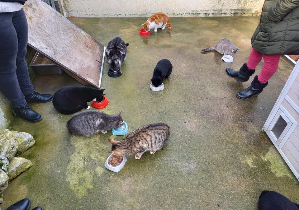 Un petit Noël aussi pour les chats encore à la fourrière