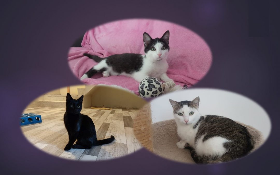 L&rsquo;année se termine par 3 belles adoptions