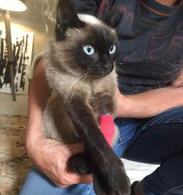 Une adoption toute particulière