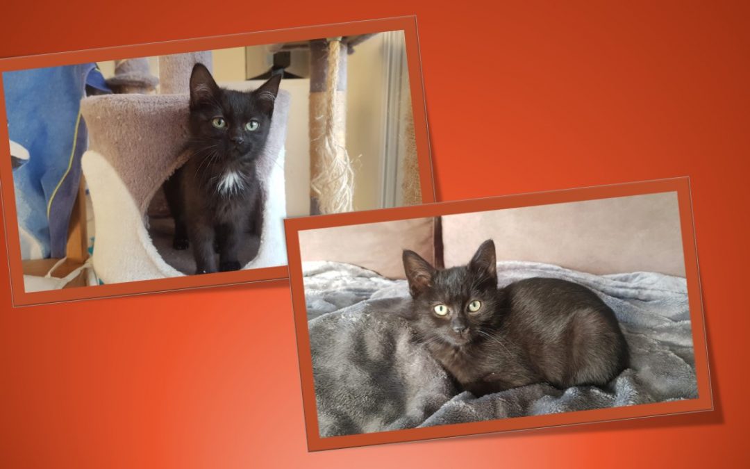 2 de la fratrie de nos 5 chatons noirs ont déjà trouvé leur famille.