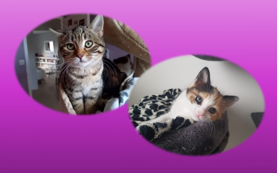Deux très jolies adoptions aujourd&rsquo;hui