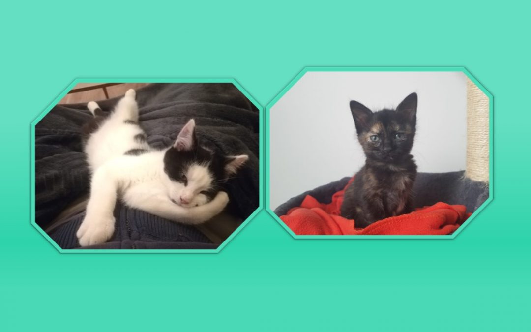 Et hop deux de nos petits protégés ont rejoint leur famille respective