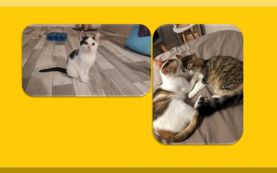 Aujourd&rsquo;hui 3 jolies adoptions dont une double