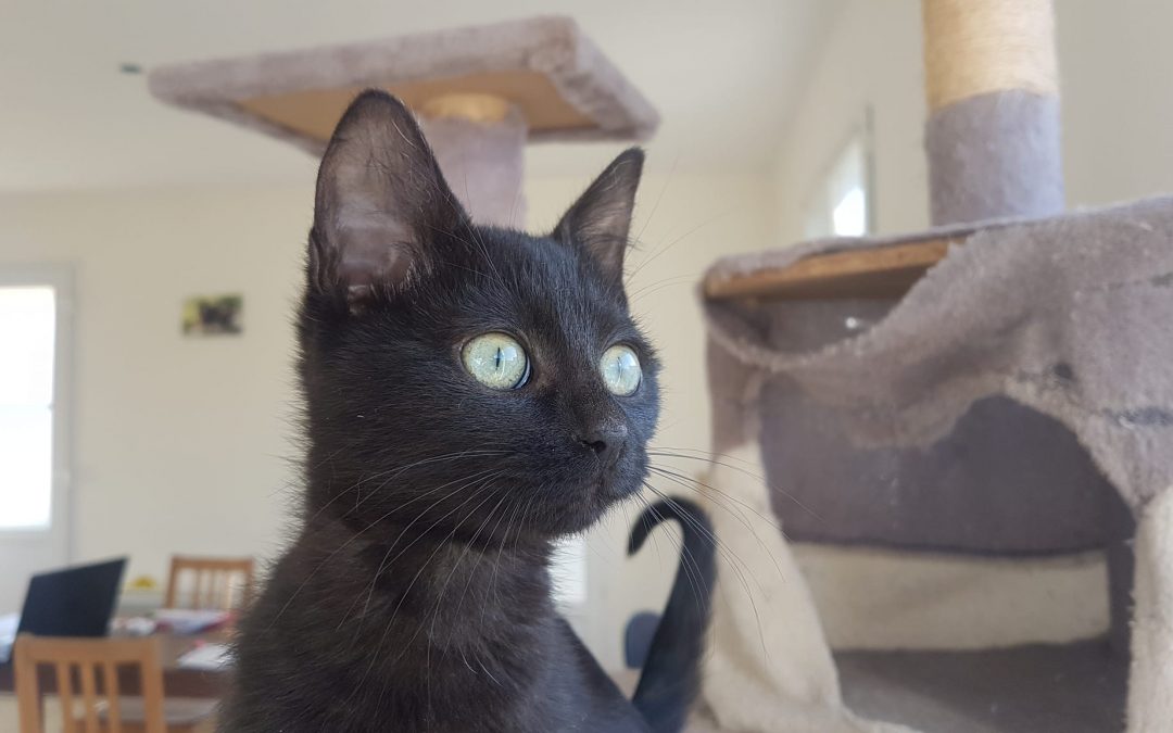 Nouvelle semaine, nouvelle adoption d&rsquo;une petite boule de poils noire