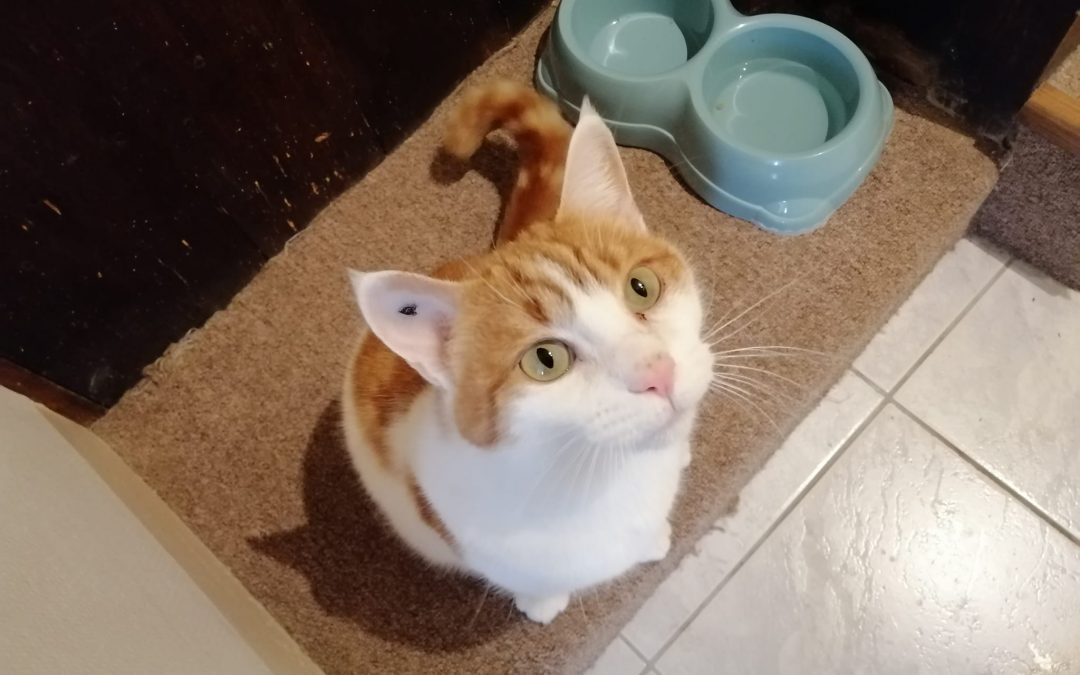Le mois  de mars commence par une jolie adoption