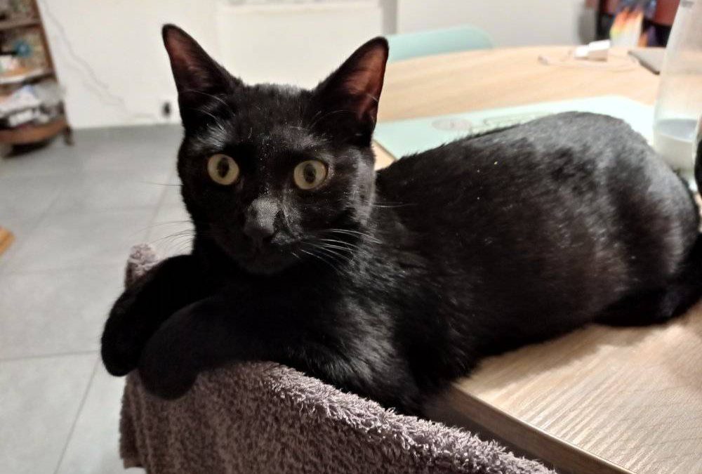 Et voilà une nouvelle boule de poils toute noire a trouvé sa famille pour la vie