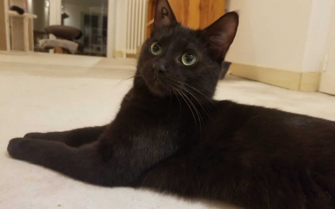Une nouvelle boule de poils noire a rejoint sa famille aujourd&rsquo;hui
