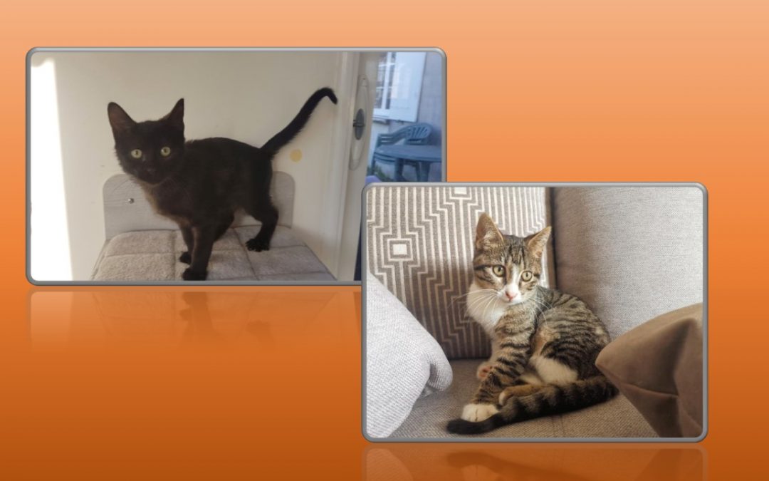 2 jolies adoptions pour commencer l&rsquo;année !