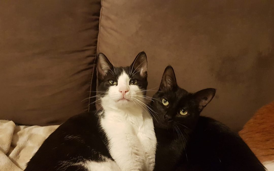 Aujourd&rsquo;hui ce sont 2 boules de poils qui ont rejoint ensemble leur famille pour la vie