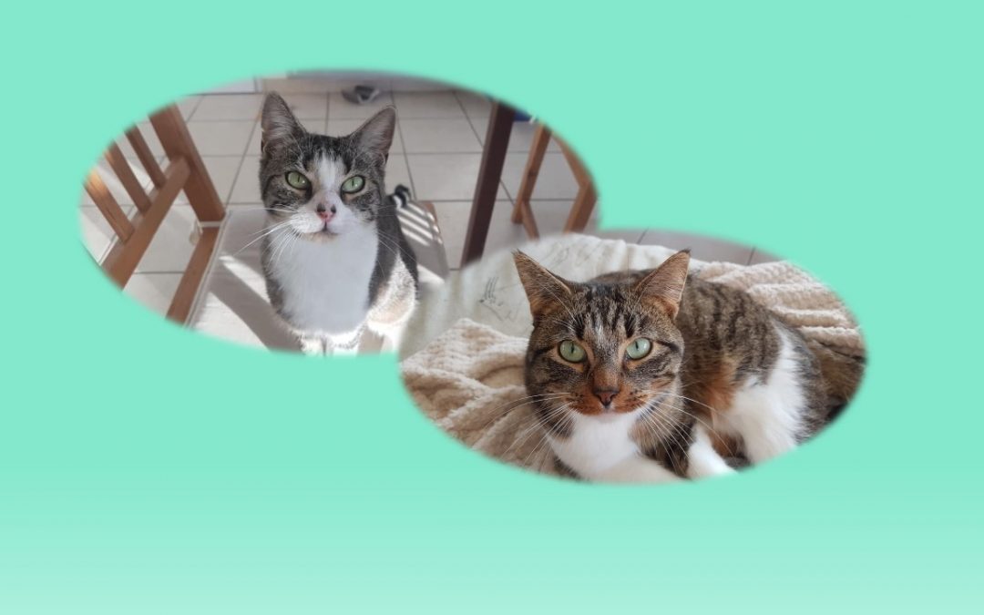 Cet après-midi nous avons eu le plaisir de faire une double adoption