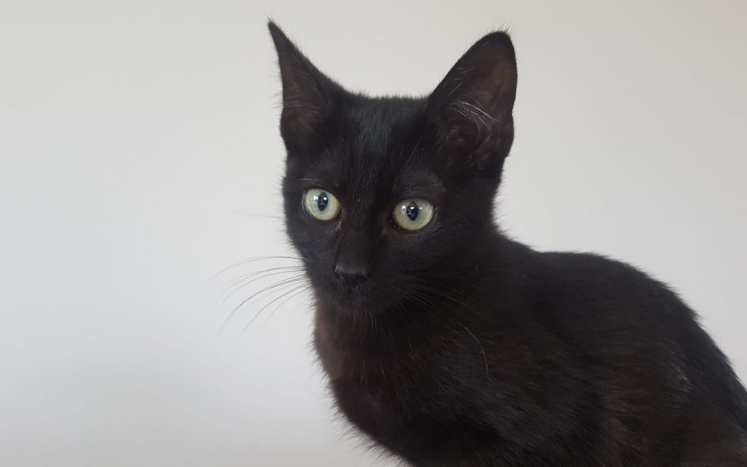 La semaine commence par une belle adoption d&rsquo;une petite boule de poils noire
