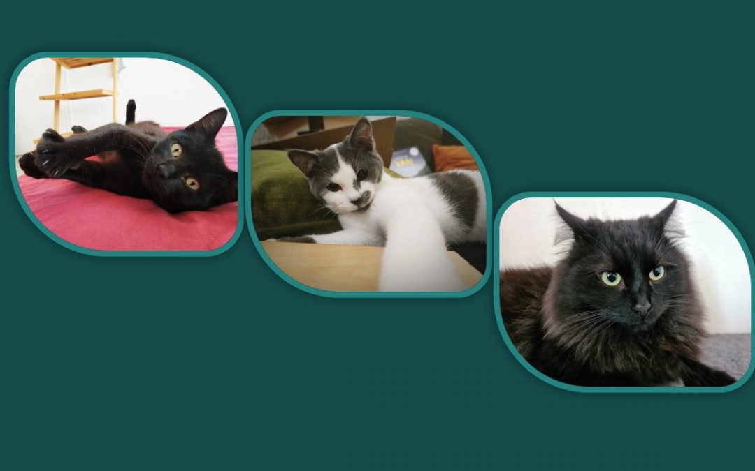 Le week-end se termine par 3 nouvelles adoptions