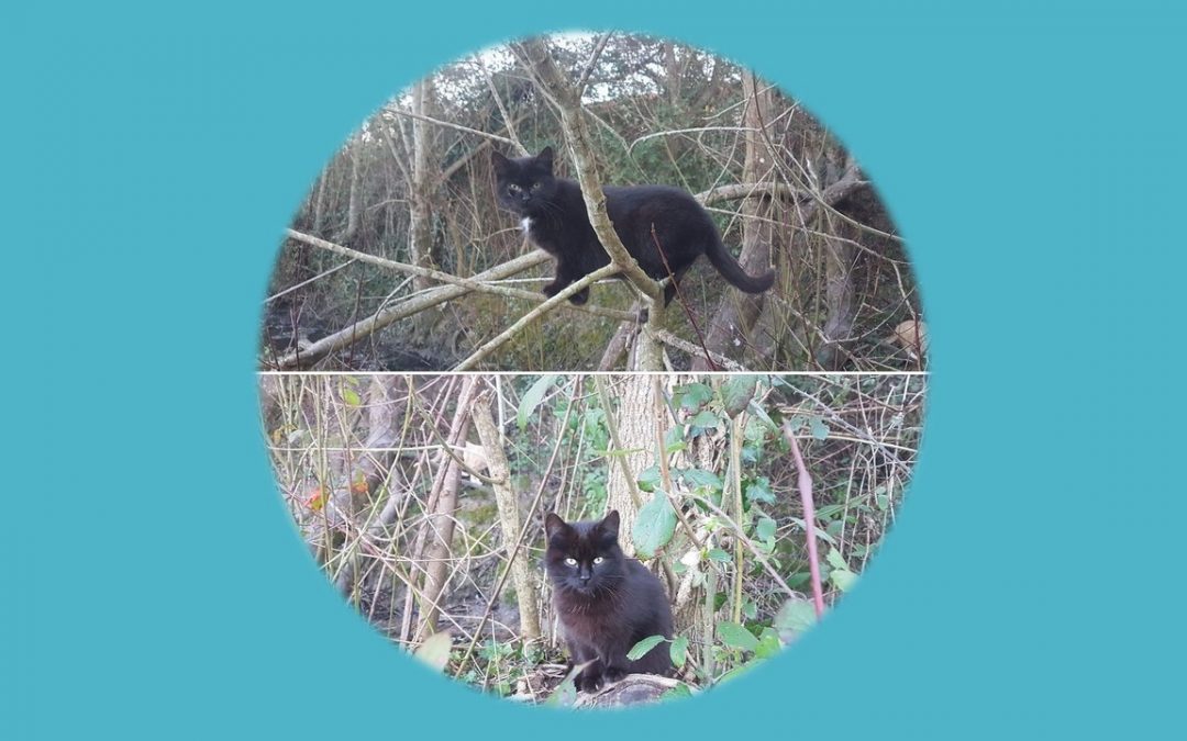 2 nouvelles boules de poils venant de la campagne de stérilisation à Sansais pris en charge