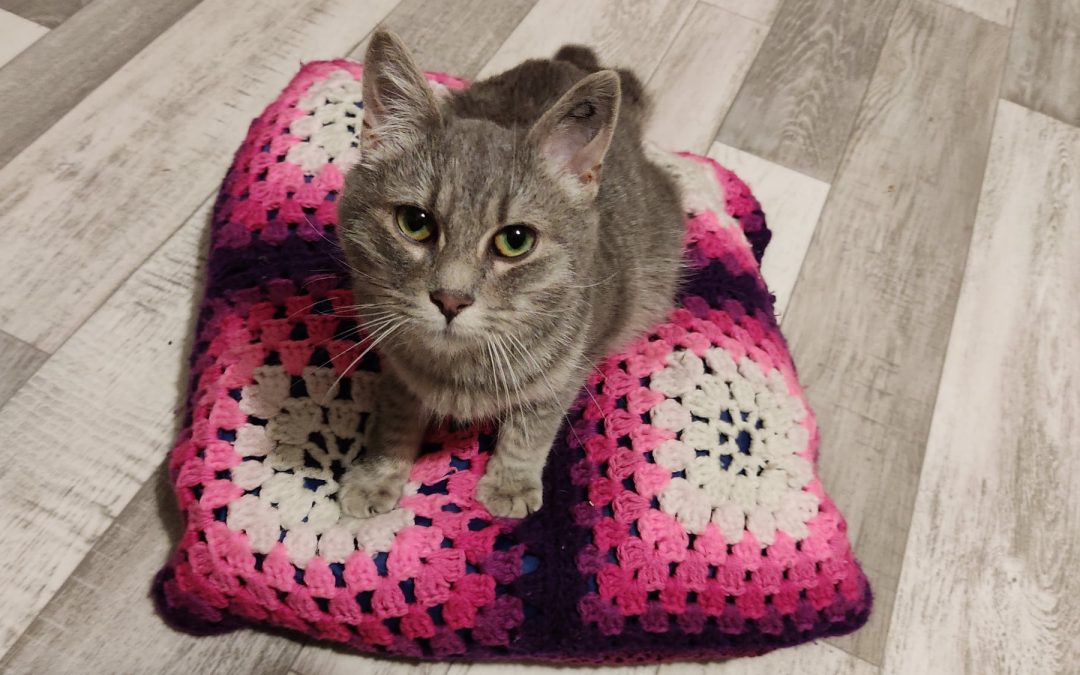 Une nouvelle minette a rejoint sa famille pour la vie