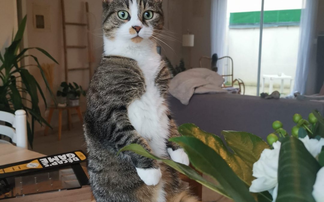 Des nouvelles de Queenie notre minette « panier santé »