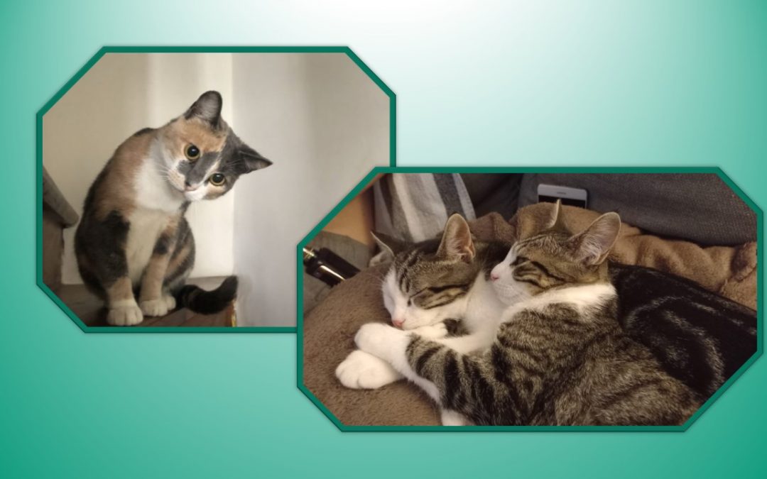 De jolies adoptions ont eu lieu aujourd’hui
