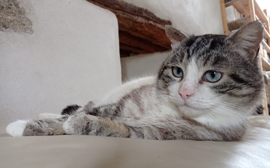 Une nouvelle boule de poils a rejoint sa famille pour la vie en ce beau dimanche ensoleillé