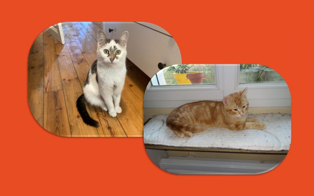 Aujourd&rsquo;hui ce sont 2 de nos protégés qui ont trouvé leur famille pour la vie