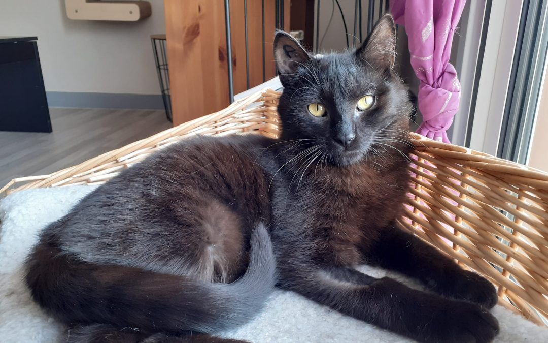 Aujourd&rsquo;hui c&rsquo;est une de nos boules de poils placée dans le bar à chat qui a rejoint sa famille pour la vie