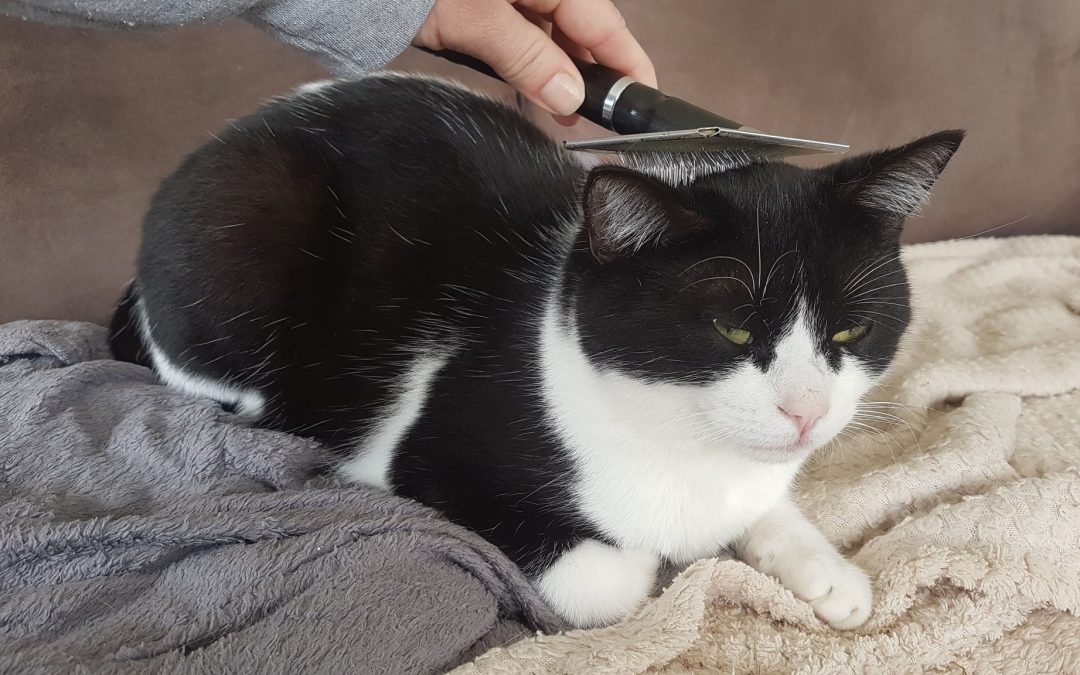 La mue des chats