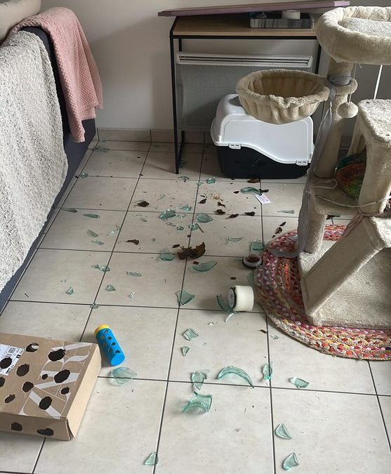 Mon chat fait des « bêtises », comment réagir ?