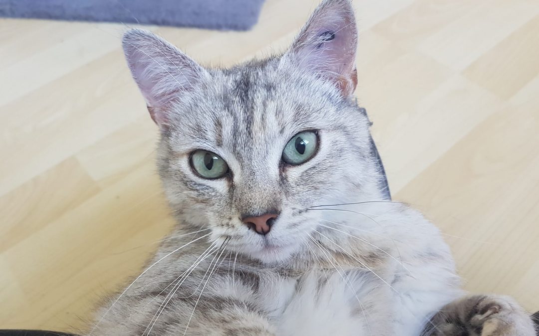 Une de nos jolies boules de poils a rejoint sa famille pour la vie cet après-midi