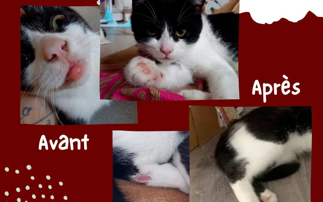 l&rsquo;association a 8 ans d&rsquo;existence et nous en découvrons encore sur les chats !