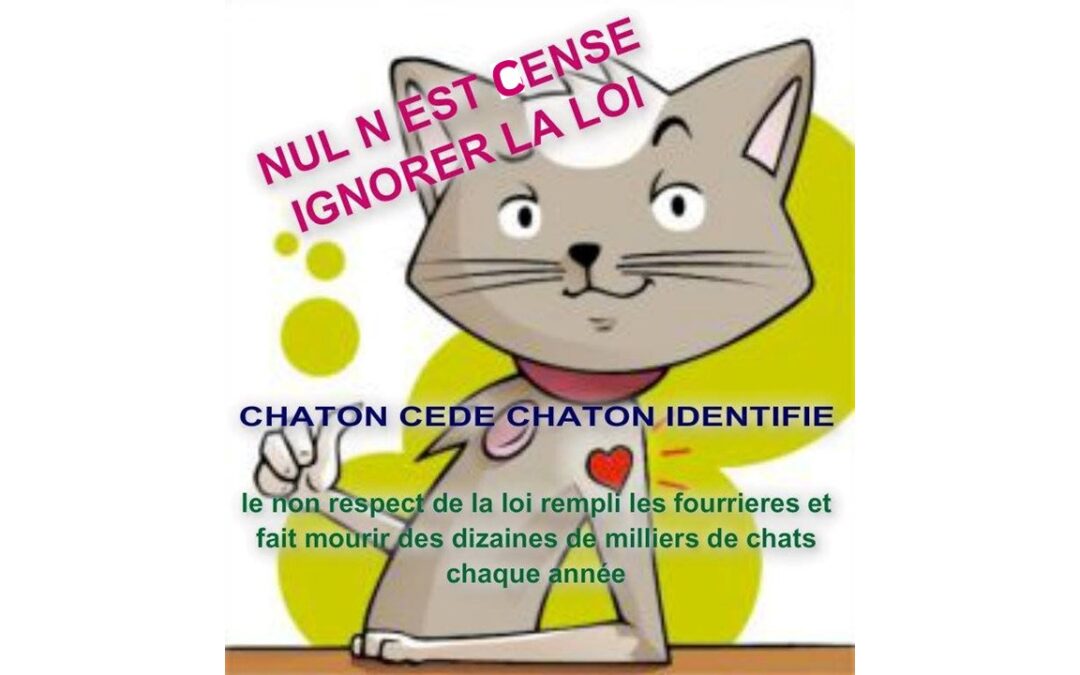 Très important un chaton ou chat doit être identifié par les particuiers avant d&rsquo;être donné