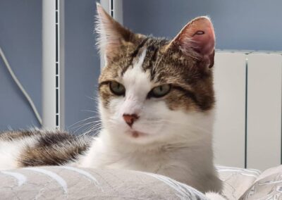 Zélio