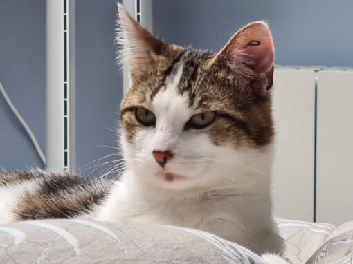 Zélio